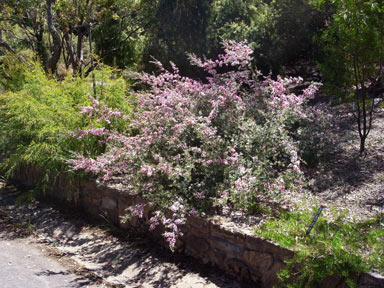 APII jpeg image of Leptospermum 'Mesmer Eyes'  © contact APII