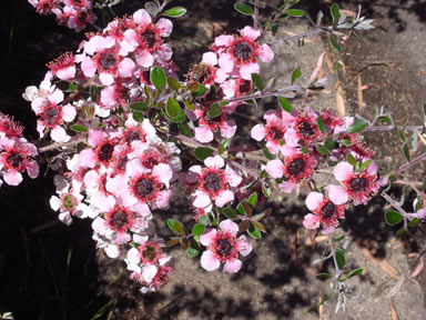 APII jpeg image of Leptospermum 'Mesmer Eyes'  © contact APII