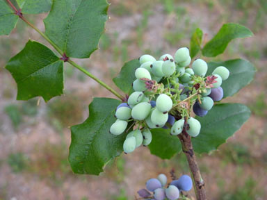 APII jpeg image of Berberis aquifolium  © contact APII