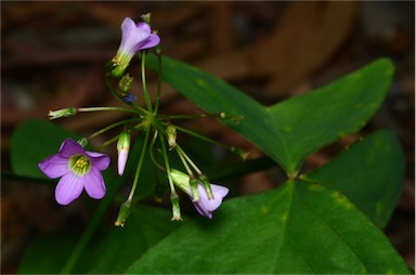 APII jpeg image of Oxalis latifolia  © contact APII