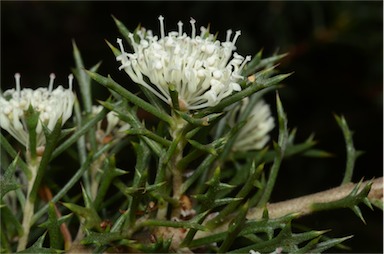 APII jpeg image of Hakea varia  © contact APII