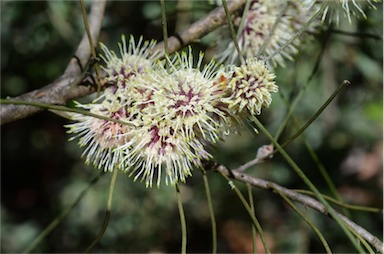 APII jpeg image of Hakea scoparia subsp. scoparia  © contact APII