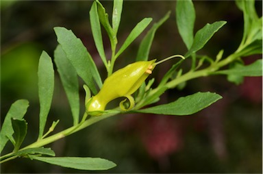 APII jpeg image of Eremophila glabra 'Minginew Gold'  © contact APII