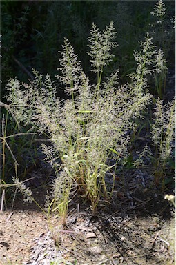 APII jpeg image of Eragrostis mexicana  © contact APII