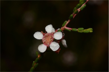 APII jpeg image of Baeckea brevifolia  © contact APII