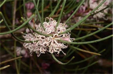 APII jpeg image of Hakea cycloptera  © contact APII