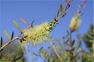 APII jpeg image of Callistemon pallidus 'Candle Glow'  © contact APII