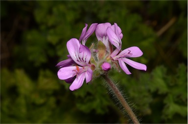 APII jpeg image of Pelargonium capitatum  © contact APII