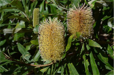 APII jpeg image of Banksia integrifolia subsp. compar  © contact APII