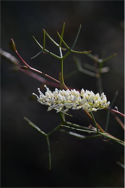 APII jpeg image of Grevillea minutiflora  © contact APII