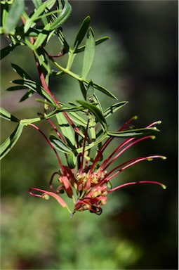 APII jpeg image of Grevillea ripicola  © contact APII