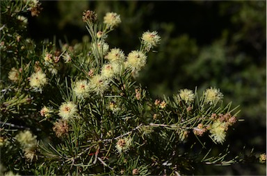 APII jpeg image of Melaleuca nodosa  © contact APII