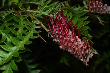 APII jpeg image of Grevillea 'Boongala Spinebill'  © contact APII