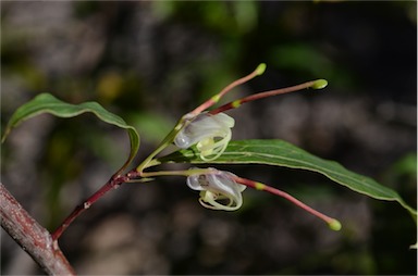 APII jpeg image of Grevillea shiressii  © contact APII