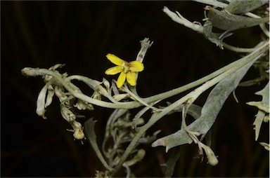 APII jpeg image of Goodenia mueckeana  © contact APII