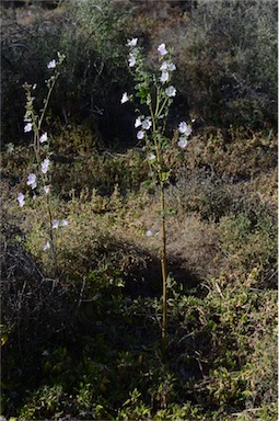 APII jpeg image of Malva preissiana  © contact APII