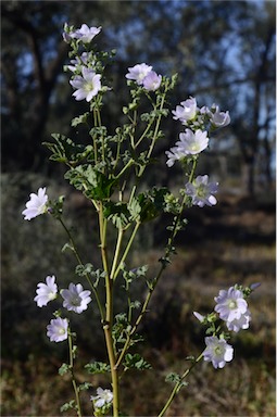 APII jpeg image of Malva preissiana  © contact APII