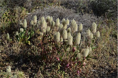 APII jpeg image of Ptilotus nobilis  © contact APII