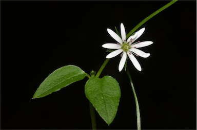 APII jpeg image of Stellaria flaccida  © contact APII