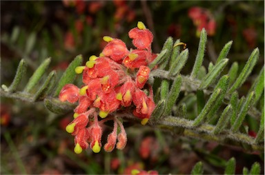 APII jpeg image of Grevillea saccata  © contact APII