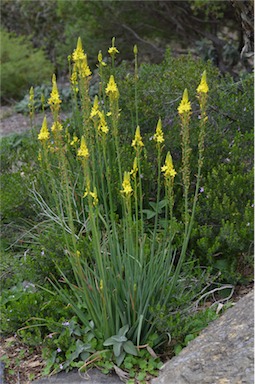 APII jpeg image of Bulbine glauca  © contact APII