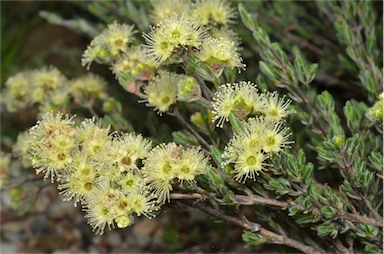 APII jpeg image of Kunzea muelleri  © contact APII