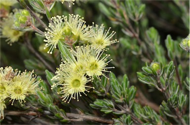 APII jpeg image of Kunzea muelleri  © contact APII