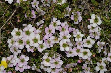 APII jpeg image of Leptospermum rotundifolium 'Julie Ann'  © contact APII