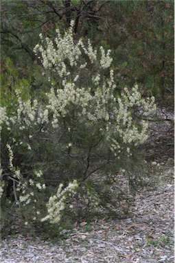 APII jpeg image of Hakea microcarpa  © contact APII