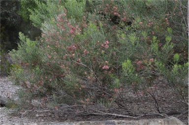 APII jpeg image of Grevillea 'Sid Reynolds'  © contact APII