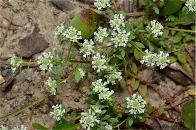 APII jpeg image of Poranthera microphylla  © contact APII