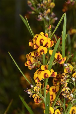 APII jpeg image of Daviesia leptophylla  © contact APII