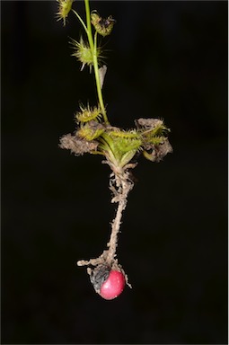 APII jpeg image of Drosera hookeri  © contact APII