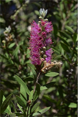 APII jpeg image of Callistemon pungens subsp. synoriensis  © contact APII