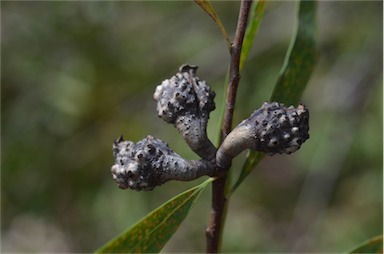 APII jpeg image of Hakea salicifolia  © contact APII