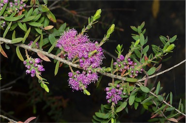 APII jpeg image of Melaleuca laxiflora  © contact APII