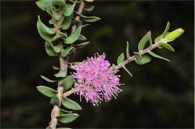 APII jpeg image of Melaleuca laxiflora  © contact APII