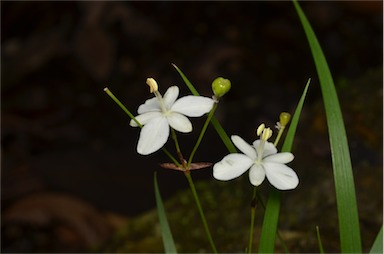 APII jpeg image of Libertia pulchella  © contact APII