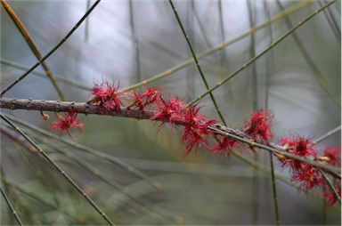 APII jpeg image of Allocasuarina gymnanthera  © contact APII