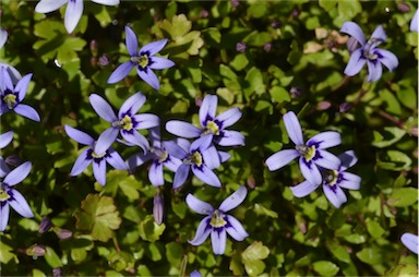 APII jpeg image of Isotoma fluviatilis subsp. australis  © contact APII