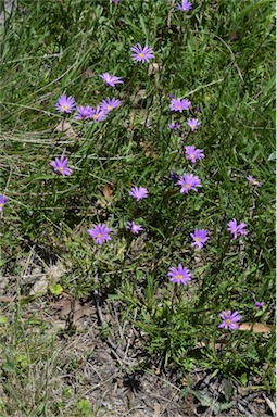 APII jpeg image of Calotis scabiosifolia var. integrifolia  © contact APII