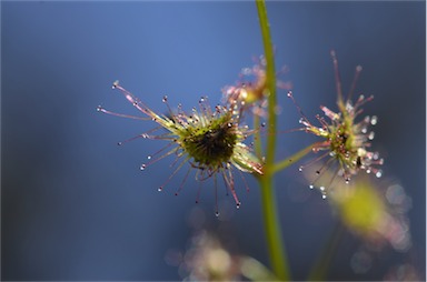 APII jpeg image of Drosera peltata  © contact APII