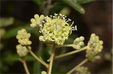 APII jpeg image of Astrotricha ledifolia  © contact APII