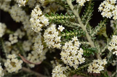 APII jpeg image of Ozothamnus ericifolius subsp. reflexus  © contact APII