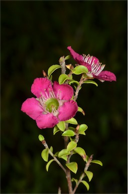 APII jpeg image of Leptospermum 'Riot'  © contact APII