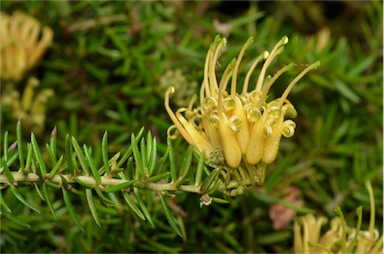 APII jpeg image of Grevillea 'Gold Cluster'  © contact APII