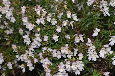 APII jpeg image of Prostanthera 'Poorinda Ballerina'  © contact APII