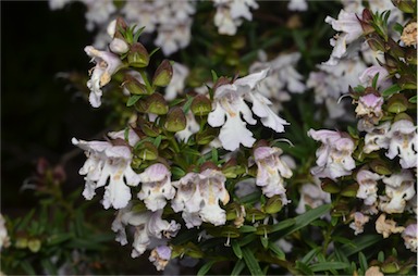 APII jpeg image of Prostanthera 'Poorinda Ballerina'  © contact APII