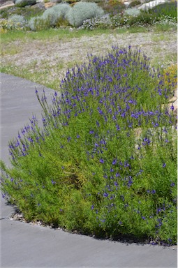 APII jpeg image of Veronica arenaria  © contact APII