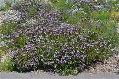 APII jpeg image of Scaevola aemula 'Purple Fanfare'  © contact APII